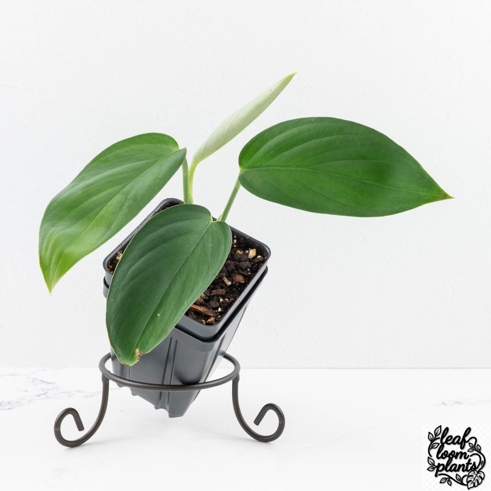 MonsteraCroatii-30S-3-2.jpg Clean Monstera 'Croatii' (wk30-S) - Image 1