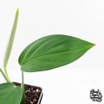 Monstera 'Croatii' (wk30-S) - Image 3
