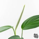 Monstera 'Croatii' (wk30-S) - Image 6