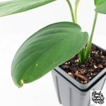 Monstera 'Croatii' (wk30-S) - Image 4