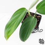 Monstera 'Croatii' (wk30-S) - Image 5