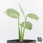 Monstera 'Croatii' (wk30-S) - Image 7