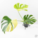 Monstera Deliciosa Albo Variegated (True Large Form) (wk25-UB)