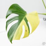 Monstera Deliciosa Albo Variegated (True Large Form) (wk25-UB) - Image 3