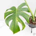 Monstera Deliciosa Albo Variegated (True Large Form) (wk25-UB) - Image 4