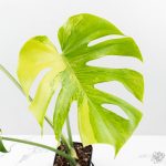 Monstera Deliciosa Albo Variegated (True Large Form) (wk25-UB) - Image 5