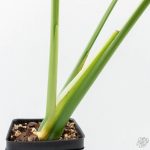 Monstera Deliciosa Albo Variegated (True Large Form) (wk25-UB) - Image 6