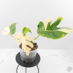 Monstera Deliciosa 'Blue Frost' (wk27-UF) - Image 5