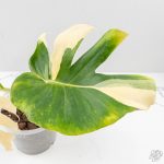 Monstera Deliciosa 'Blue Frost' (wk27-UF) - Image 3
