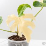 Monstera Deliciosa 'Blue Frost' (wk27-UF)