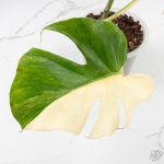 Monstera Deliciosa 'Blue Frost' (wk27-UF) - Image 4