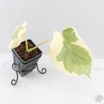 Monstera Deliciosa 'Casper' (wk27-UC)