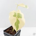 Monstera Deliciosa 'Casper' (wk27-UC) - Image 3