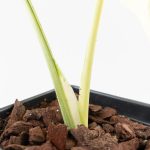 Monstera Deliciosa 'Casper' (wk27-UC) - Image 5