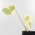 Monstera Deliciosa 'Casper' (wk27-UC) - Image 4