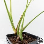 Monstera Deliciosa 'Creme Brûlée' (wk30-T) - Image 9