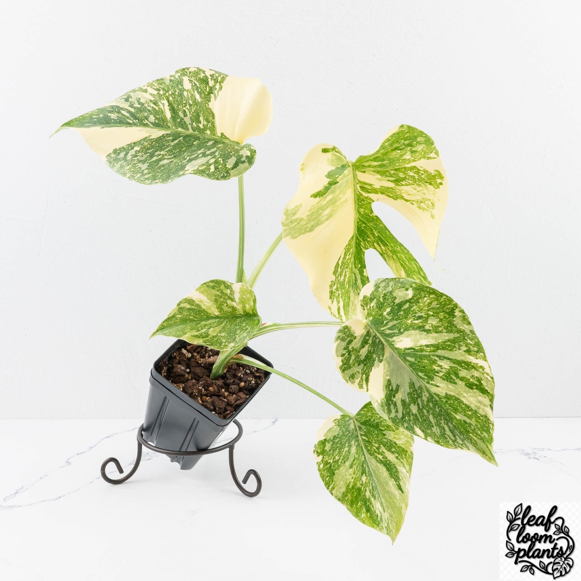MonsteraDeliciosaCremeBrulee-30T-3-2.jpg Clean Monstera Deliciosa 'Creme Brûlée' (wk30-T) - Image 1
