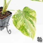 Monstera Deliciosa 'Creme Brûlée' (wk30-T) - Image 4