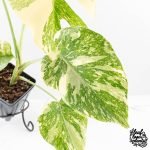 Monstera Deliciosa 'Creme Brûlée' (wk30-T) - Image 5