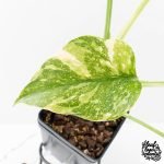 Monstera Deliciosa 'Creme Brûlée' (wk30-T) - Image 6
