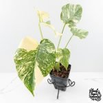 Monstera Deliciosa 'Creme Brûlée' (wk30-T) - Image 2