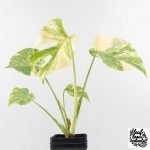Monstera Deliciosa 'Creme Brûlée' (wk30-T) - Image 8