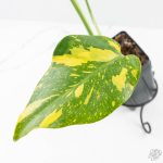 Monstera Deliciosa 'Electrolyte' (wk25-B)