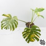 Monstera Deliciosa 'Electrolyte' (wk28-UD)