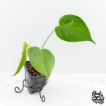 Monstera Deliciosa 'Hurricane' (wk30-UB)