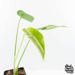 Monstera Deliciosa 'Hurricane' (wk30-UB) - Image 5