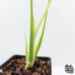 Monstera Deliciosa 'Hurricane' (wk30-UB) - Image 6