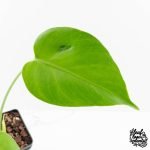 Monstera Deliciosa 'Hurricane' (wk30-UB) - Image 3
