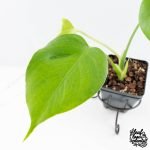Monstera Deliciosa 'Hurricane' (wk30-UB) - Image 4
