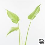 Monstera Deliciosa 'Hurricane' (wk30-UB) - Image 7
