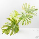 Monstera Deliciosa 'Legacy' (wk25-UA)