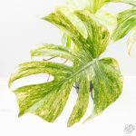 Monstera Deliciosa 'Legacy' (wk25-UA) - Image 3