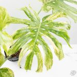 Monstera Deliciosa 'Legacy' (wk25-UA) - Image 4