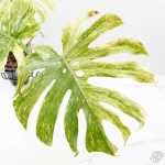 Monstera Deliciosa 'Legacy' (wk25-UA) - Image 5