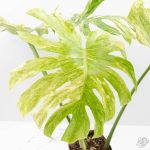 Monstera Deliciosa 'Legacy' (wk25-UA) - Image 6