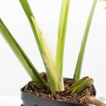 Monstera Deliciosa 'Legacy' (wk25-UA) - Image 7