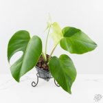 Monstera Deliciosa 'Light Lime' (wk27-UD) - Image 2