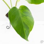 Monstera Deliciosa 'Light Lime' (wk27-UD) - Image 3