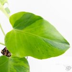Monstera Deliciosa 'Light Lime' (wk27-UD) - Image 6