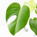 Monstera Deliciosa 'Light Lime' (wk27-UD) - Image 5