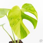 Monstera Deliciosa 'Light Lime' (wk27-UD)