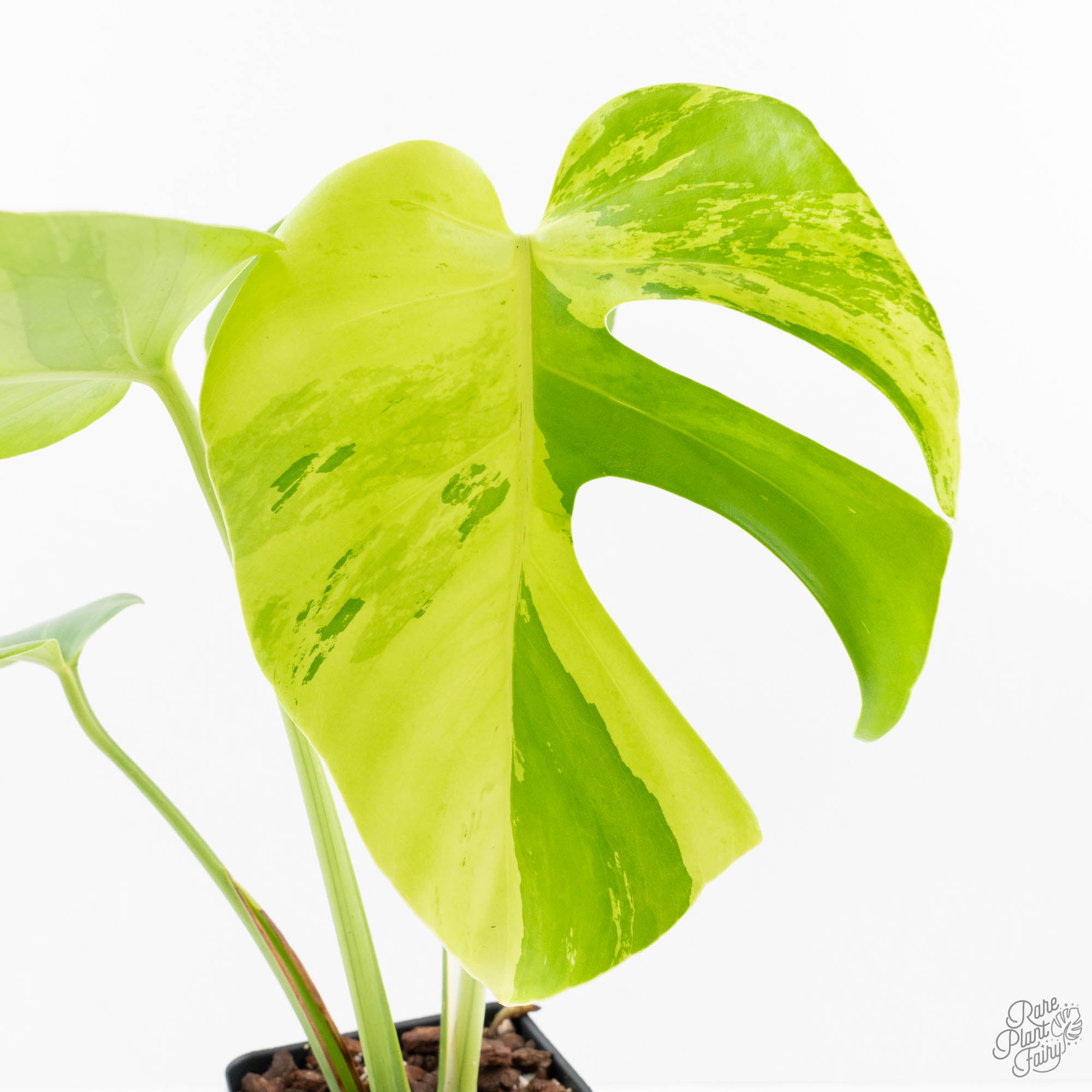 MonsteraDeliciosaLightLime-27UD-7-2.jpg Monstera Deliciosa 'Light Lime' (wk27-UD) - Image 1