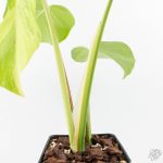 Monstera Deliciosa 'Light Lime' (wk27-UD) - Image 7