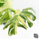 Monstera Deliciosa 'Masterpiece' (wk28-UB) - Image 3