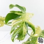 Monstera Deliciosa 'Masterpiece' (wk28-UB) - Image 4