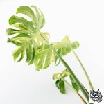 Monstera Deliciosa 'Masterpiece' (wk28-UB) - Image 6